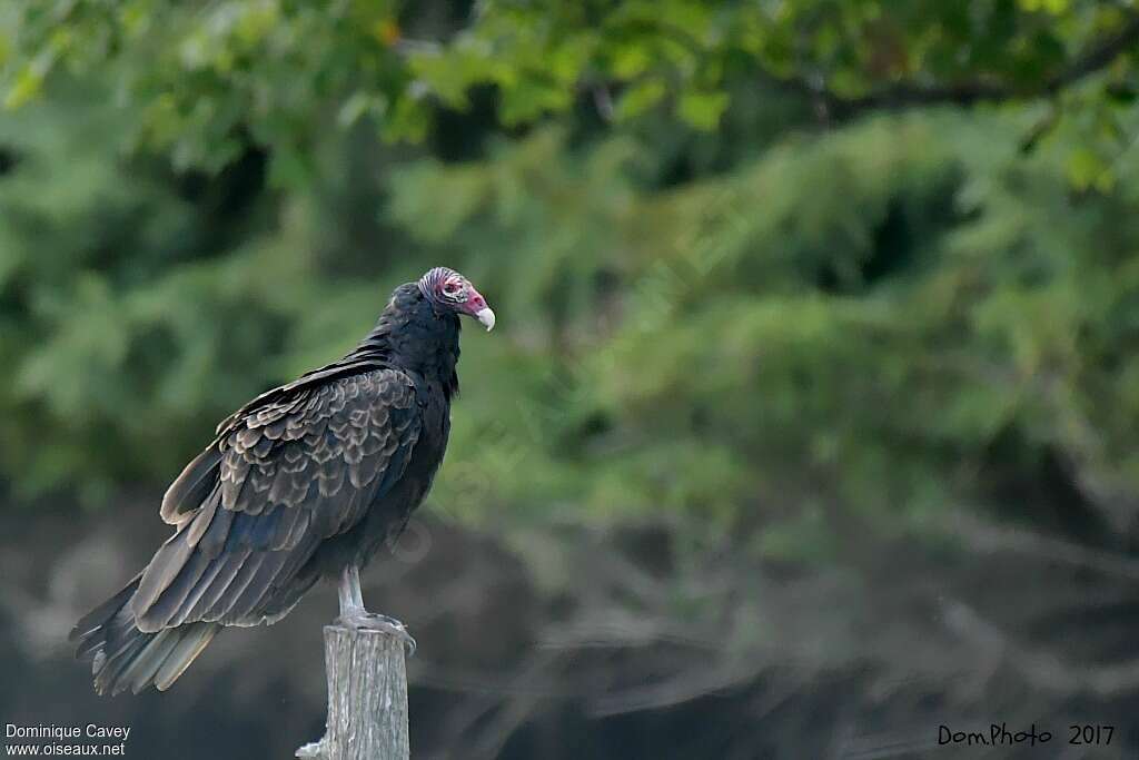 Urubu à tête rougesubadulte, identification