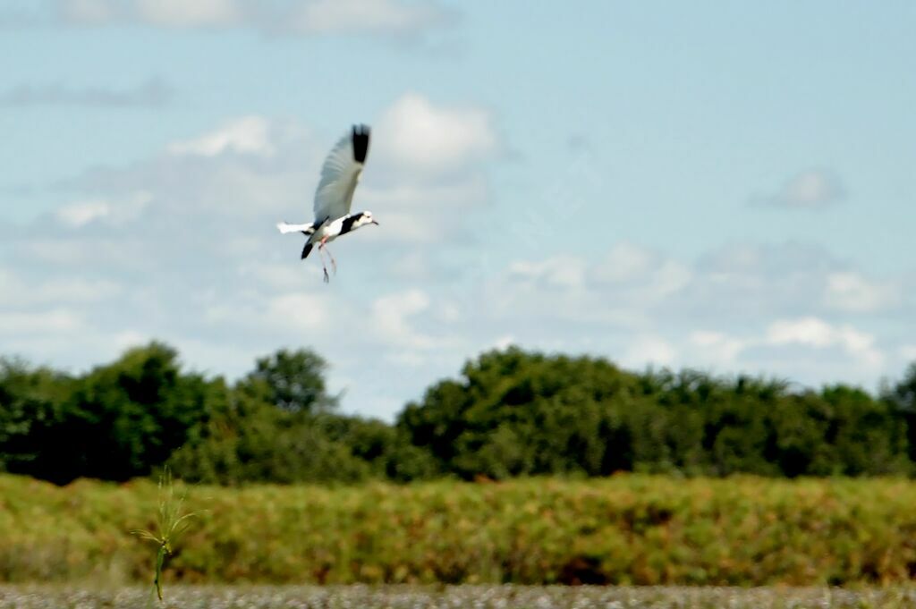 Long-toed Lapwing