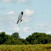 Vanneau à ailes blanches