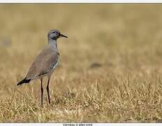 Black-winged Lapwing