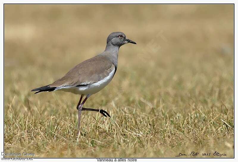 Black-winged Lapwingadult