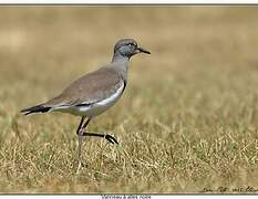 Black-winged Lapwing