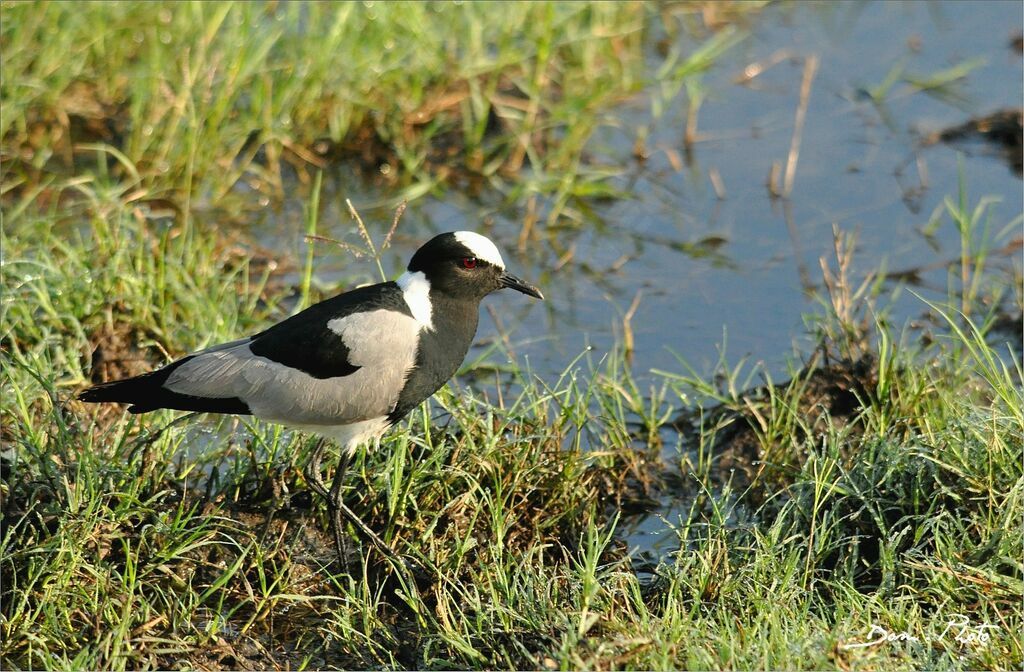 Blacksmith Lapwing