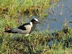 Blacksmith Lapwing