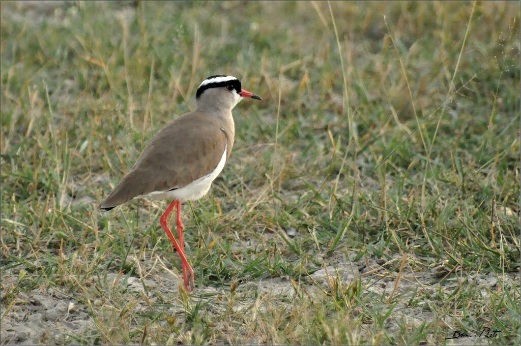 Crowned Lapwing