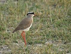 Crowned Lapwing