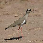 Crowned Lapwing