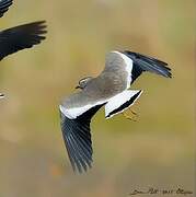 Spot-breasted Lapwing