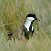 Spur-winged Lapwing