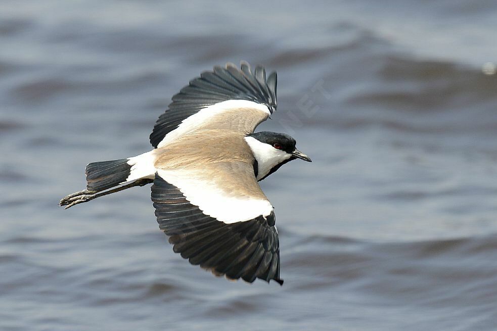 Spur-winged Lapwing