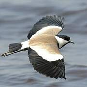 Spur-winged Lapwing