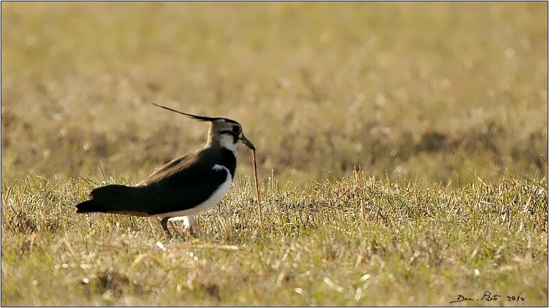 Northern Lapwing