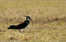 Northern Lapwing