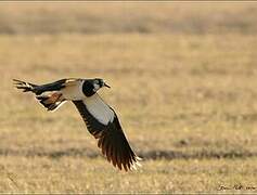 Northern Lapwing