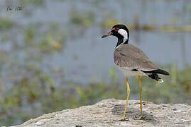 Red-wattled Lapwing