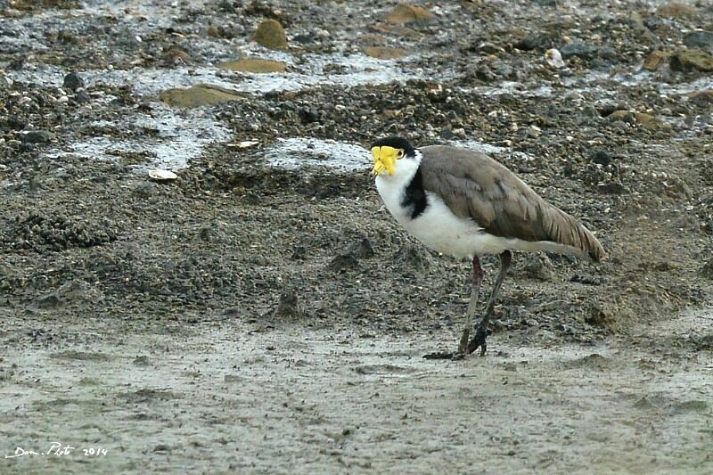 Masked Lapwing