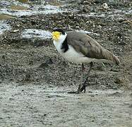 Masked Lapwing