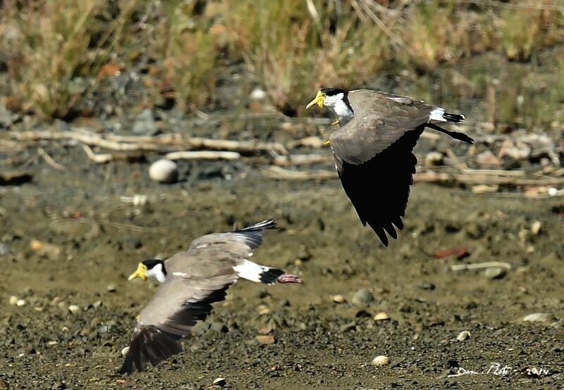 Masked Lapwing