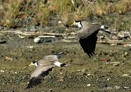 Masked Lapwing