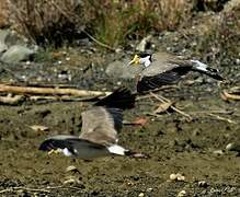 Masked Lapwing