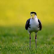 Masked Lapwing