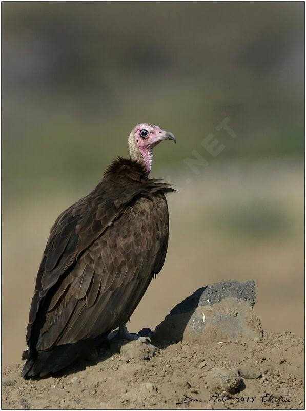 Vautour charognard