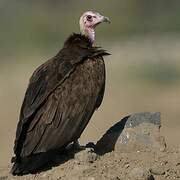 Hooded Vulture