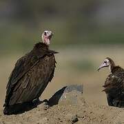 Hooded Vulture