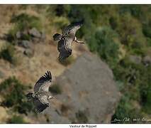 Rüppell's Vulture