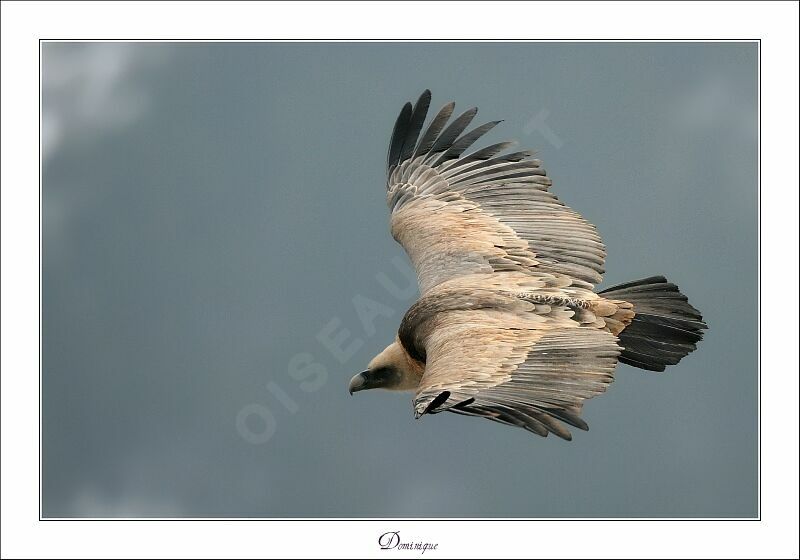 Griffon Vulture