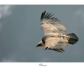 Vautour fauve