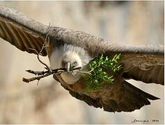 Griffon Vulture