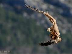 Griffon Vulture