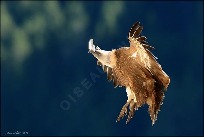 Griffon Vulture