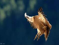 Griffon Vulture