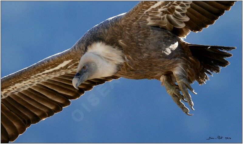 Griffon Vulture