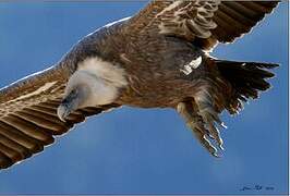 Griffon Vulture