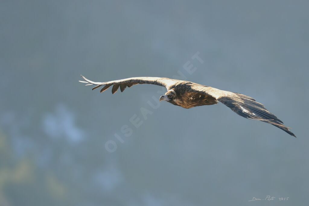 Cinereous Vulture