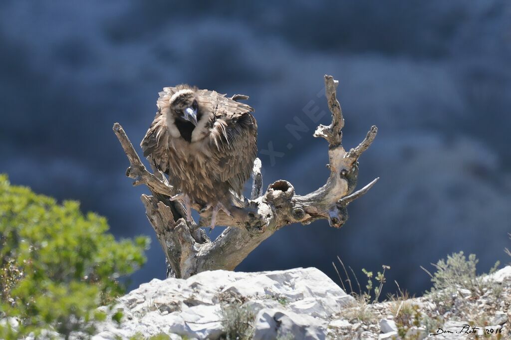 Cinereous Vulture