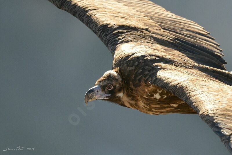 Cinereous Vulture