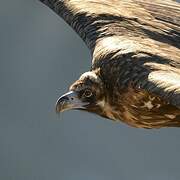 Cinereous Vulture