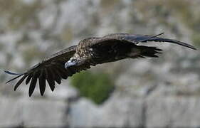 Cinereous Vulture