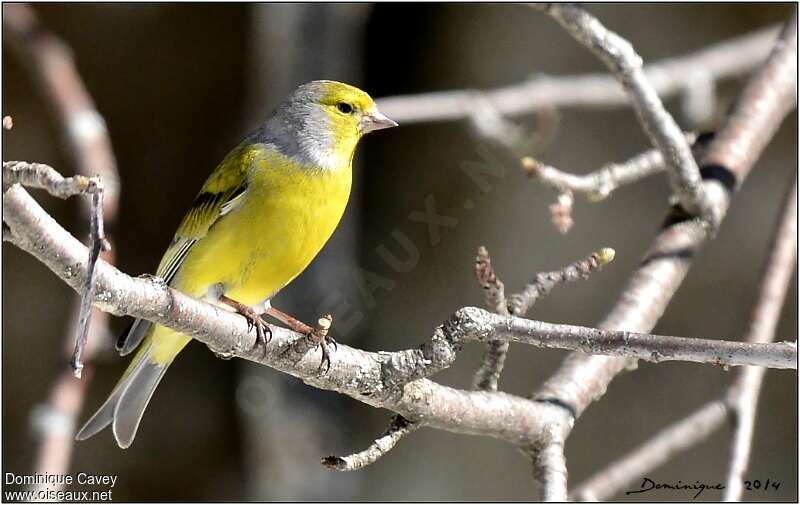 Citril Finch male adult, aspect, pigmentation