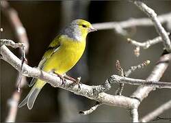 Citril Finch