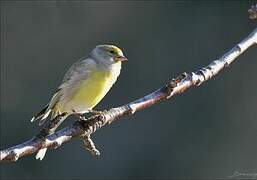 Citril Finch