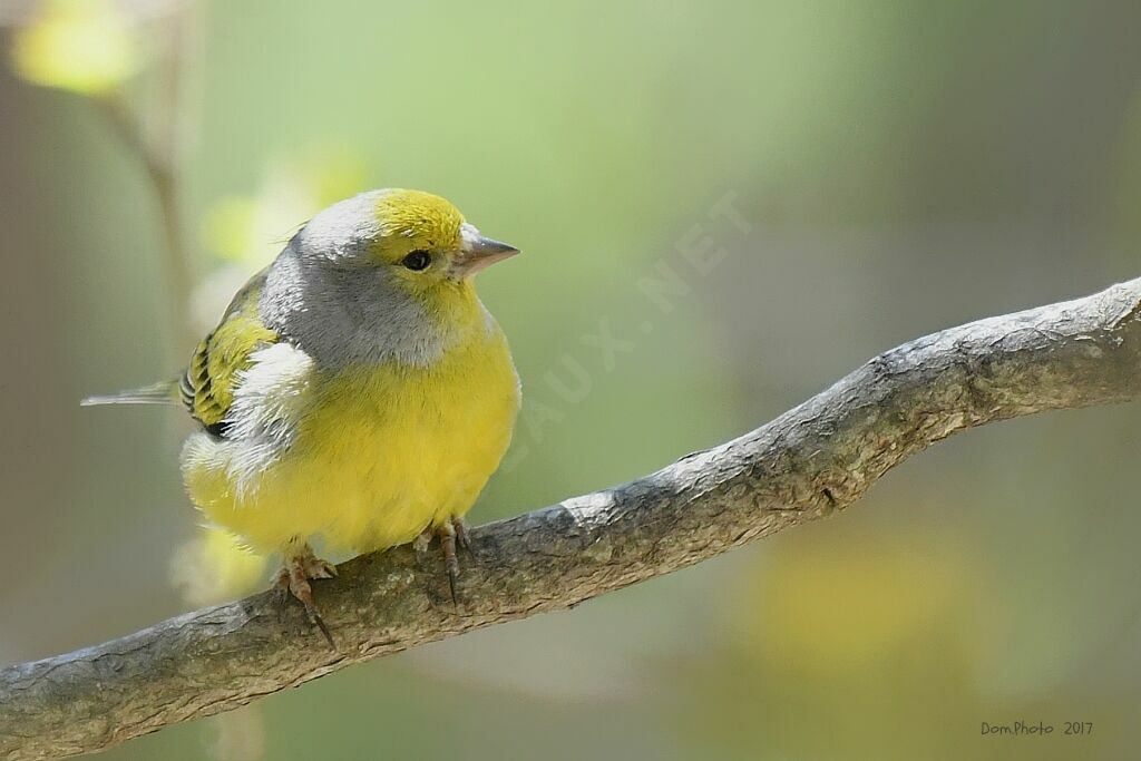 Citril Finch