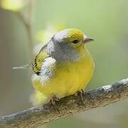 Citril Finch