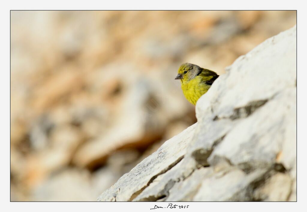 Citril Finch