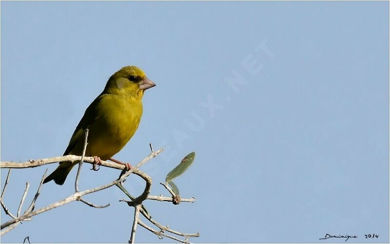 European Greenfinch