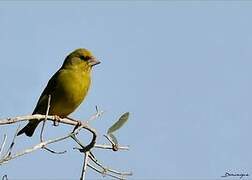 European Greenfinch